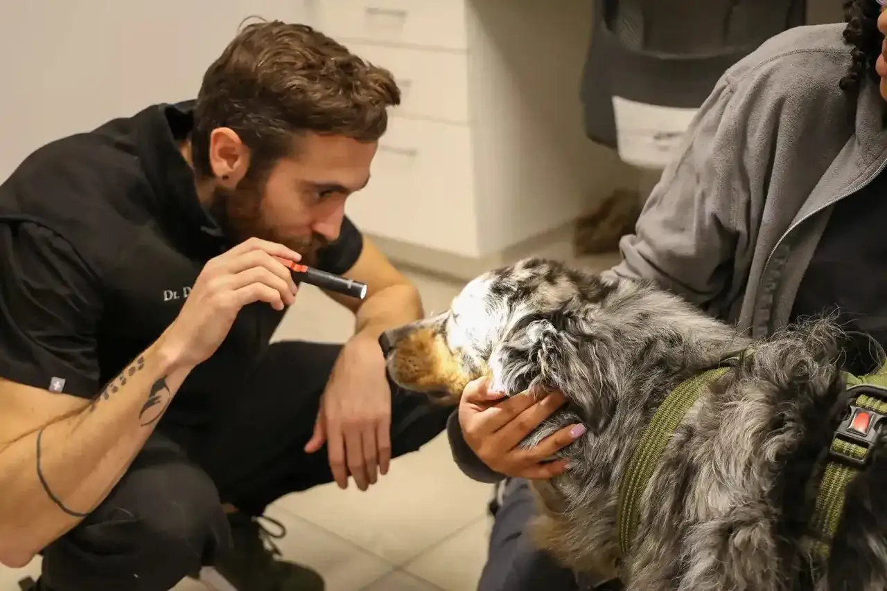 Veterinario examina los ojos de un perro con linterna, evaluando posibles síntomas de ataxia en perros.
