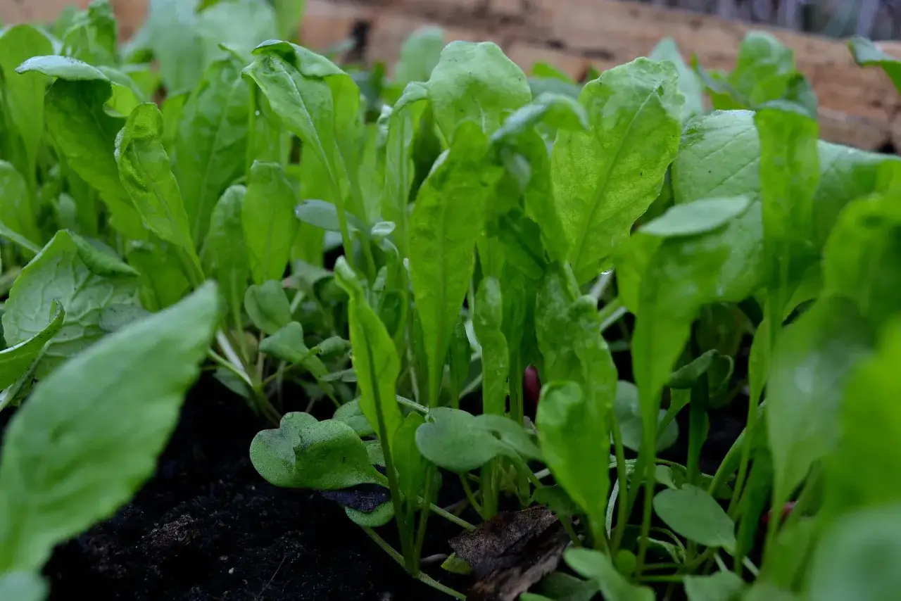 Sm&aring;, gr&ouml;na ruccolablad som v&auml;xer t&auml;tt i m&ouml;rk jord. Snart redo att sk&ouml;rdas f&ouml;r en god sallad.
