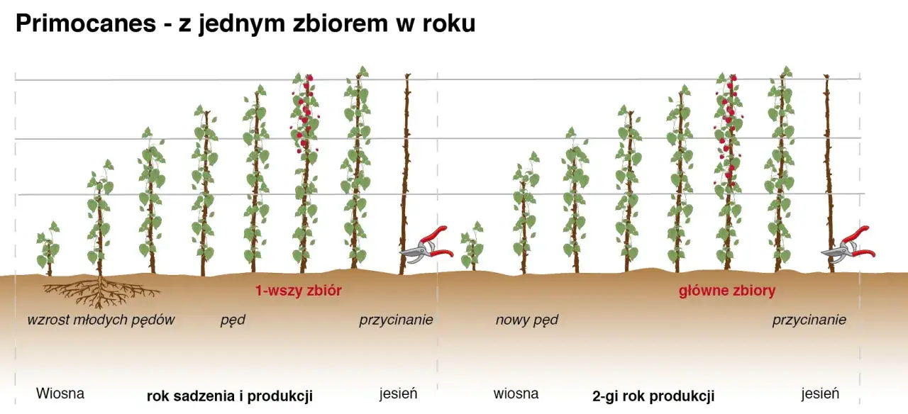 Ilustracja pokazuje cykl wzrostu i przycinania malinojeżyn, od sadzenia do drugiego roku produkcji, z zaznaczonymi etapami wzrostu pędów i zbiorów.