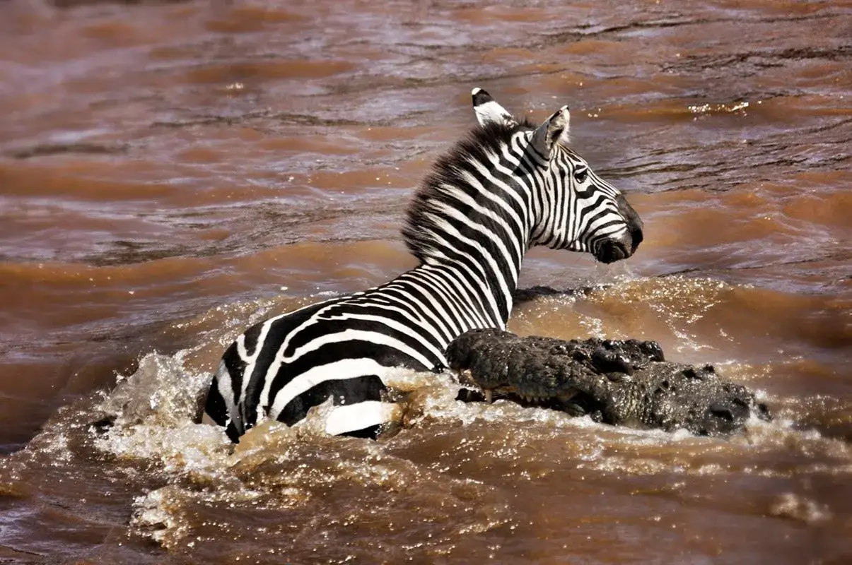 Zebra przepływa przez rzekę Mara, gdy krokodyl czai się w wodzie.