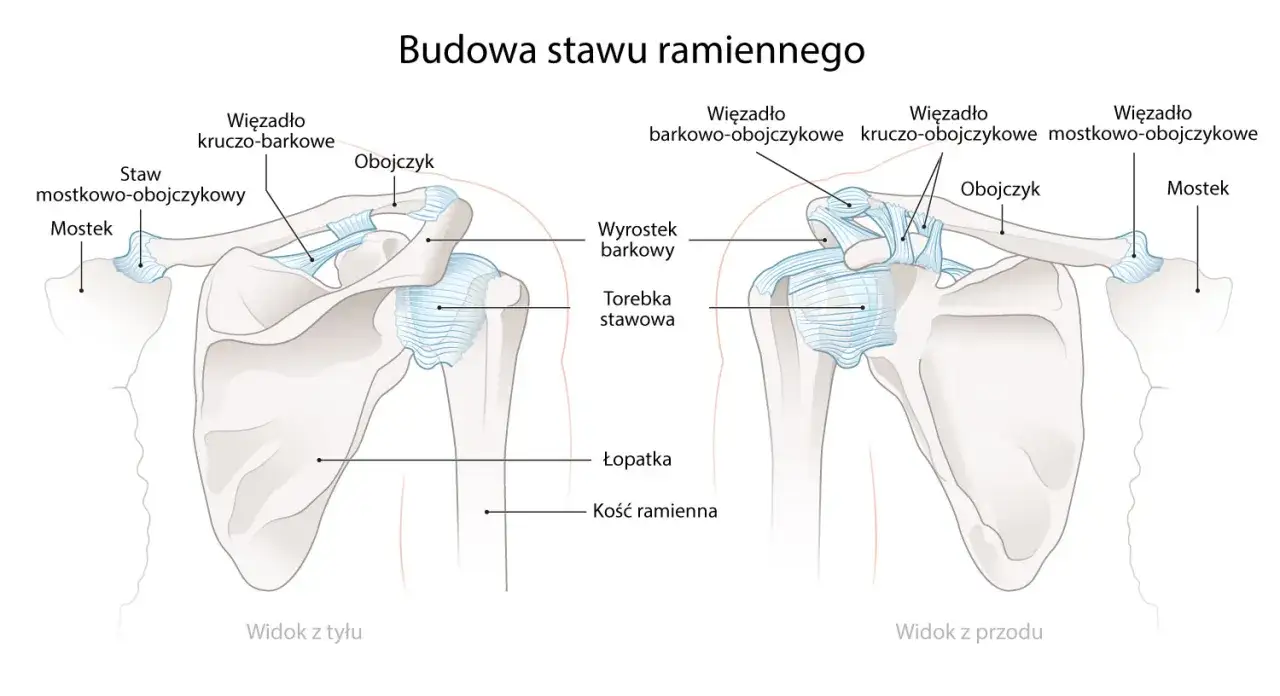 Anatomia stawu ramiennego: widok z tyłu i z przodu, ukazujący łopatkę, obojczyk, mostek i więzadła.