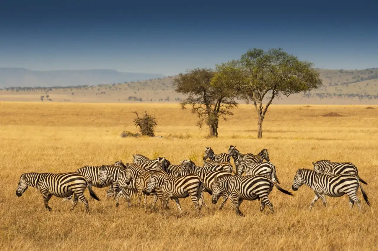Stado zebr przemierza sawannę podczas safari w Tanzanii. W tle drzewa akacji i wzgórza.