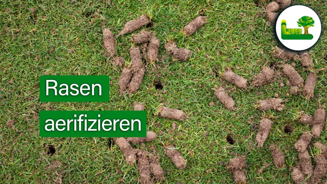 Rasen aerifizieren: Erdkerne liegen auf dem gr&uuml;nen Rasen, der gerade gel&uuml;ftet wird.
