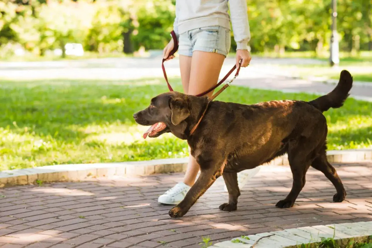 Labrador na luźnej smyczy