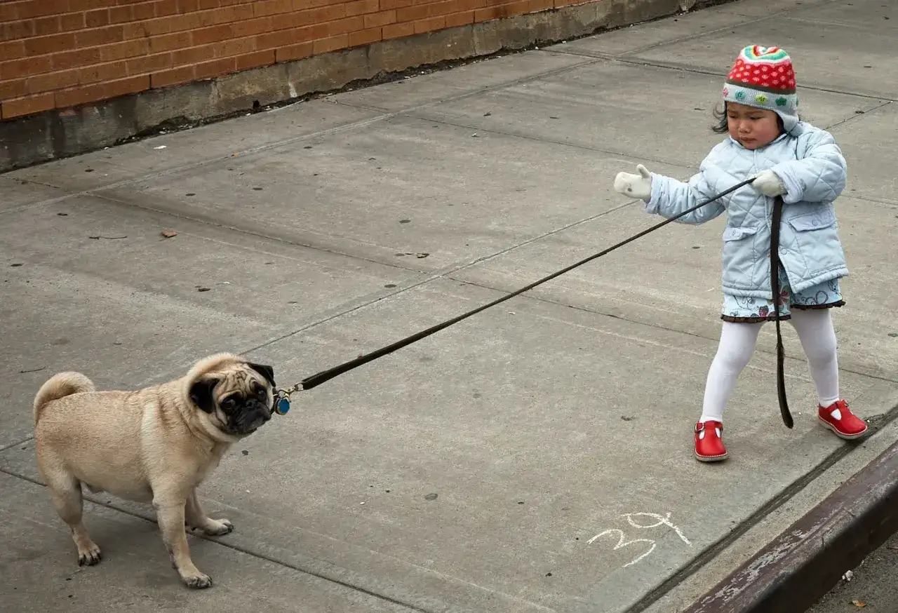 Kleines Mädchen mit Mütze und Jacke führt einen Mops an der Leine über den Gehweg.