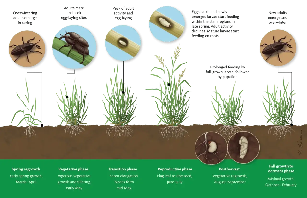 Life cycle of bill bugs, showing overwintering adults, mating, egg-laying, larvae feeding on stems and roots, pupation, and new adults emerging.