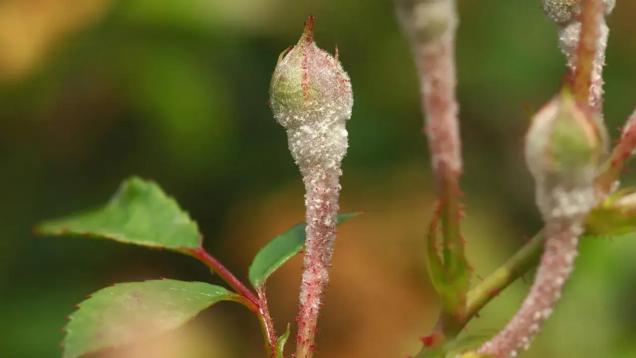 Ein Rosenknospe ist von weißem Mehltau befallen. Die feinen Fäden des Pilzes überziehen den Stiel und die Knospe, was auf eine Krankheit hindeutet.
