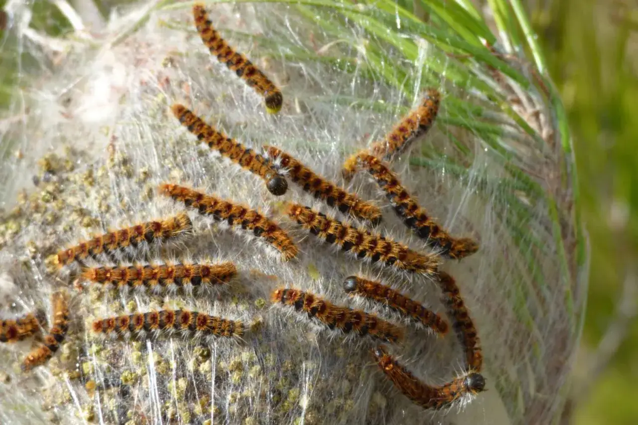 Un nid de chenilles processionnaires, un sujet pour savoir comment tuer les chenilles processionnaires. Elles sont sur un cocon soyeux.