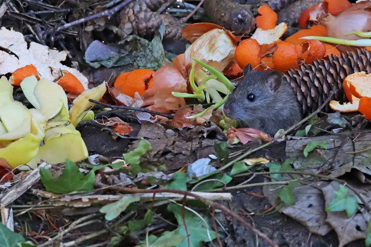 Un rat gris se cache dans des restes de nourriture, dont des &eacute;corces d'orange et des pelures de pomme. Une image qui fait r&eacute;fl&eacute;chir sur comment se d&eacute;barrasser des rats.