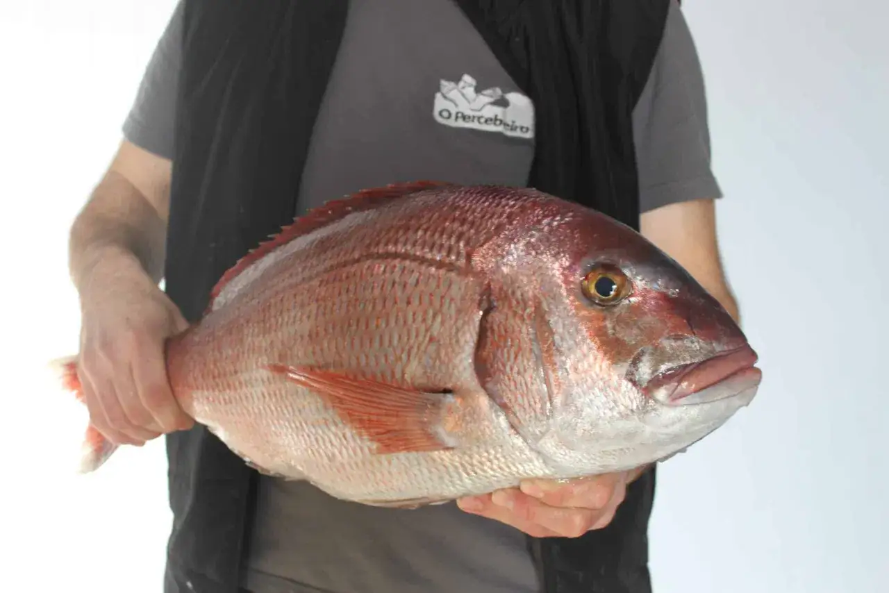 Un pescador muestra un hermoso pescado rojo, con escamas plateadas y aletas rosadas. Su nombre es besugo.