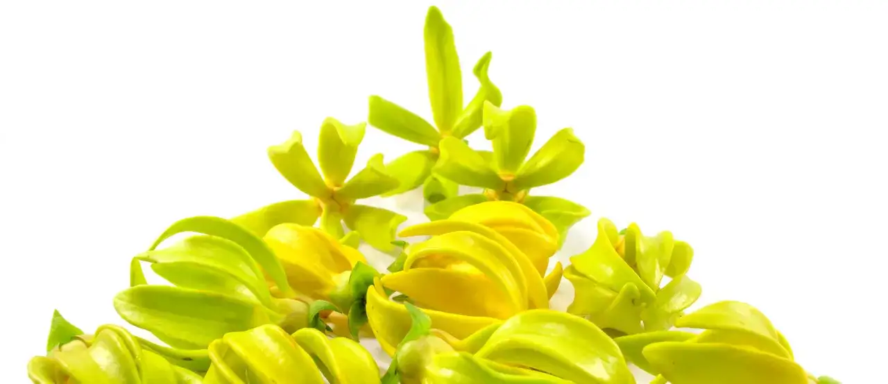 Fiori di ylang ylang, noti per le loro propriet&agrave; rilassanti e profumate, su sfondo bianco.