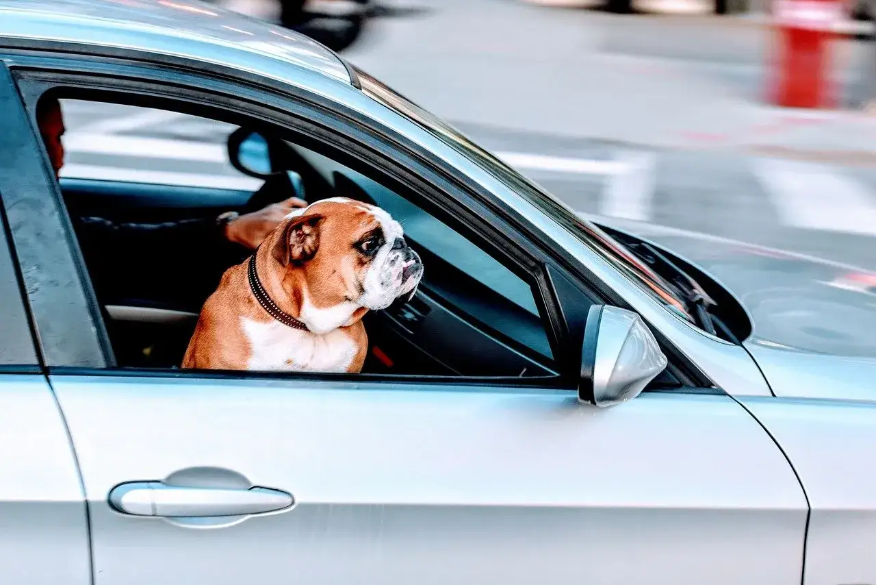 Buldog siedzi na miejscu pasażera, obserwując drogę. To dobry przykład, jak przewozić szczeniaka w samochodzie, zapewniając mu bezpieczeństwo i komfort.