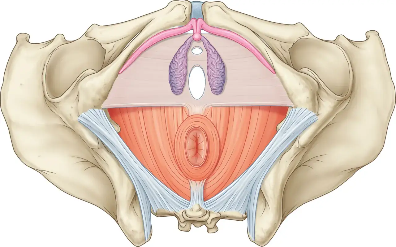 Vue anatomique du bassin féminin, montrant l'organe pelvien femme, les muscles, les ligaments et les os.