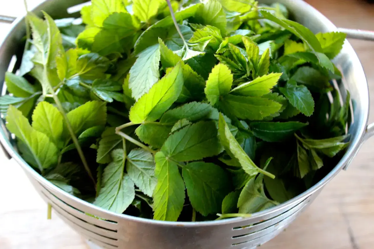 En sil med färsk kirskål, redo för ett gott kirskål recept. Perfekt för en sallad eller som tillbehör.