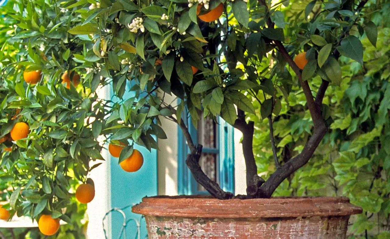 Ein reifer orangenbaum in einem Terrakotta-Topf, voller Fr&uuml;chte und Bl&uuml;ten. Die Pflege dieses Baumes ist eine Freude.