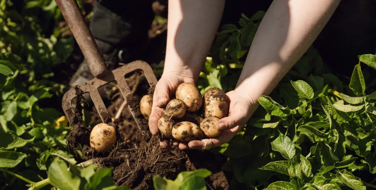 Händer håller nyskördade potatisar från jorden. En grep ligger bredvid, redo att fortsätta kupa potatis.