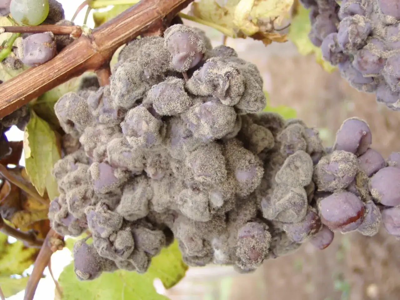 Grappolo d'uva viola coperto da una fitta muffa grigia, segno di un'infezione fungina che rovina il raccolto.