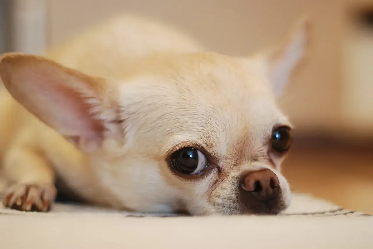 Zdjęcie Czy chihuahua gubi sierść? Oto co musisz wiedzieć o linieniu