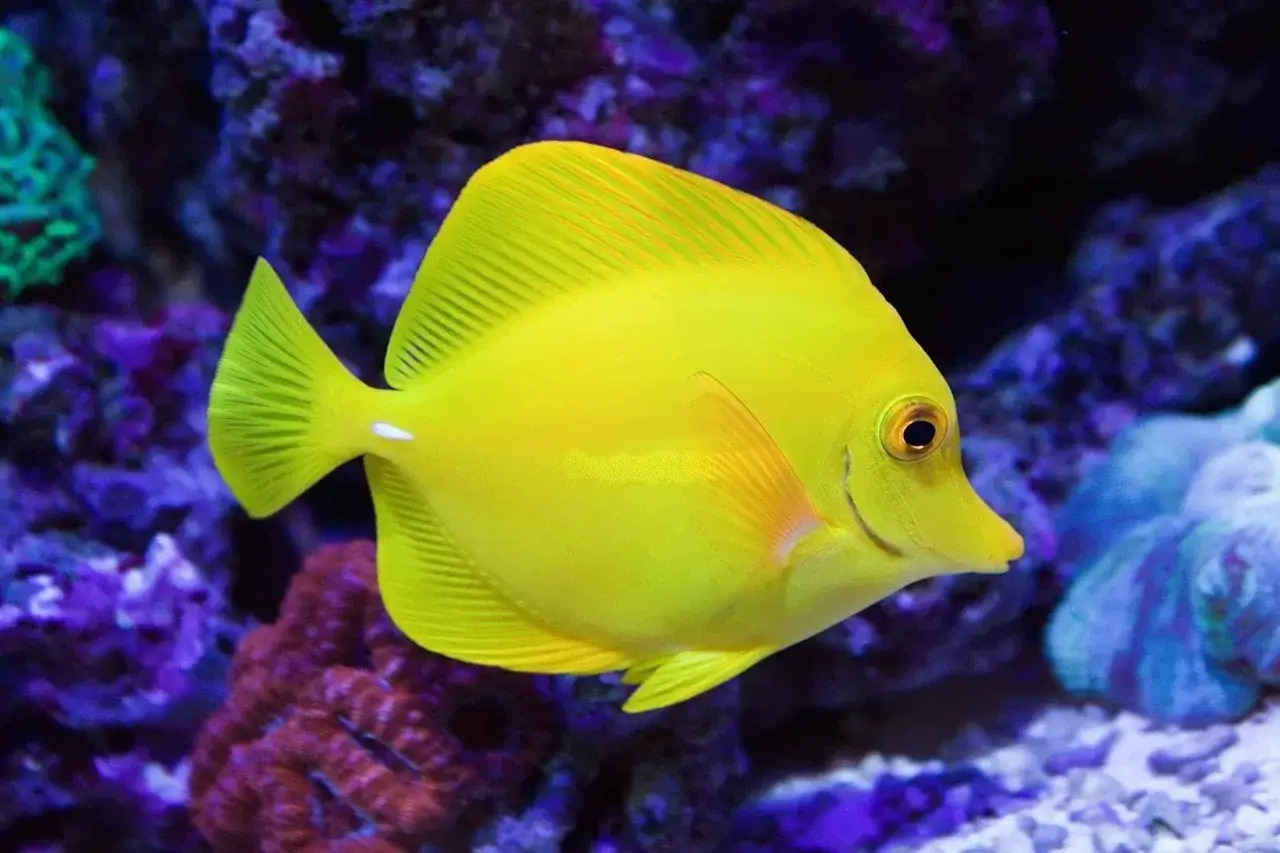 En lys gul kirurgfisk, en yellow tang, simmar bland lila koraller i ett akvarium.