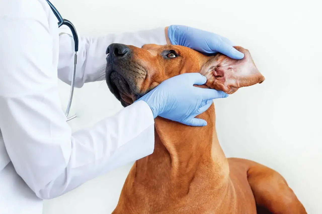Veterinario examina la oreja de un perro, buscando signos de sarna.