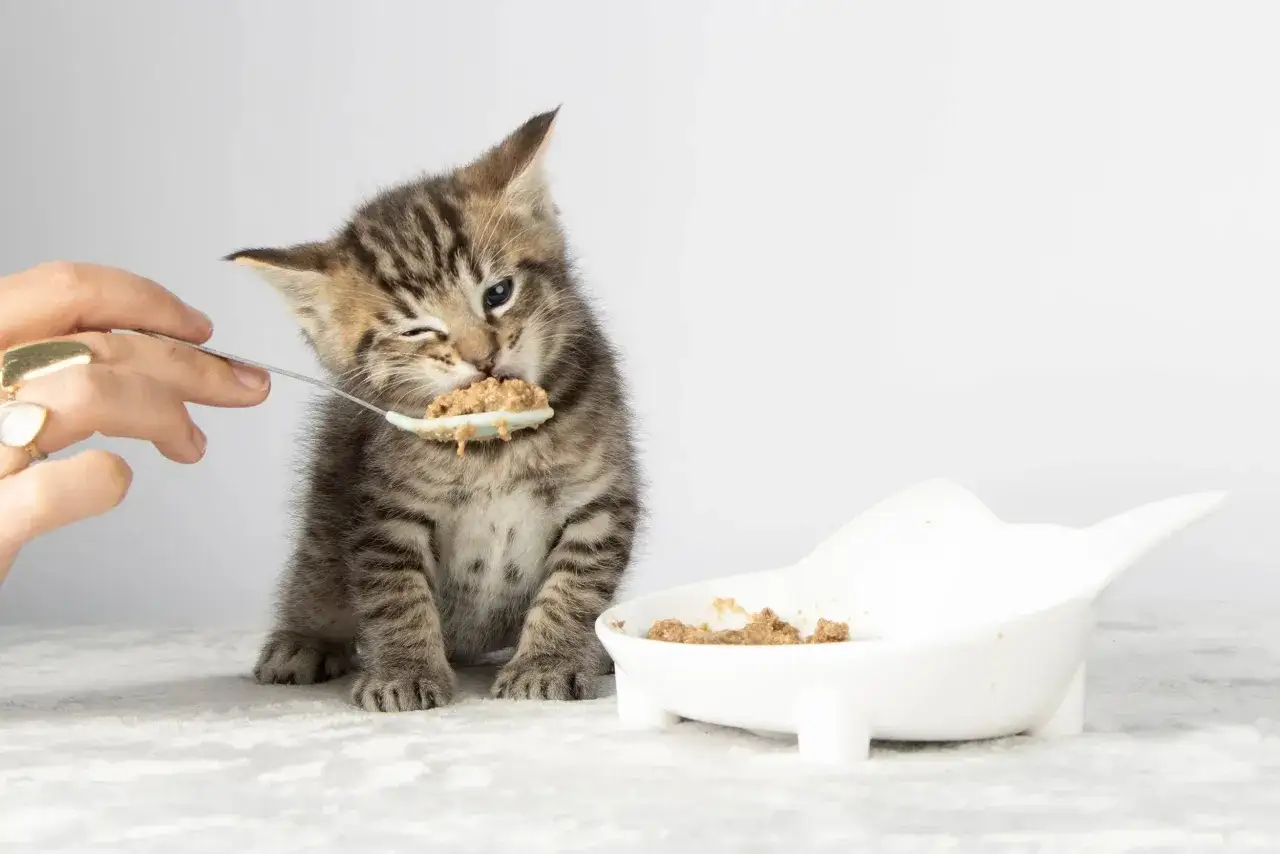 A tiny tabby kitten winks as it eats from a spoon, learning when do kittens start eating food. A white bowl of food sits nearby.