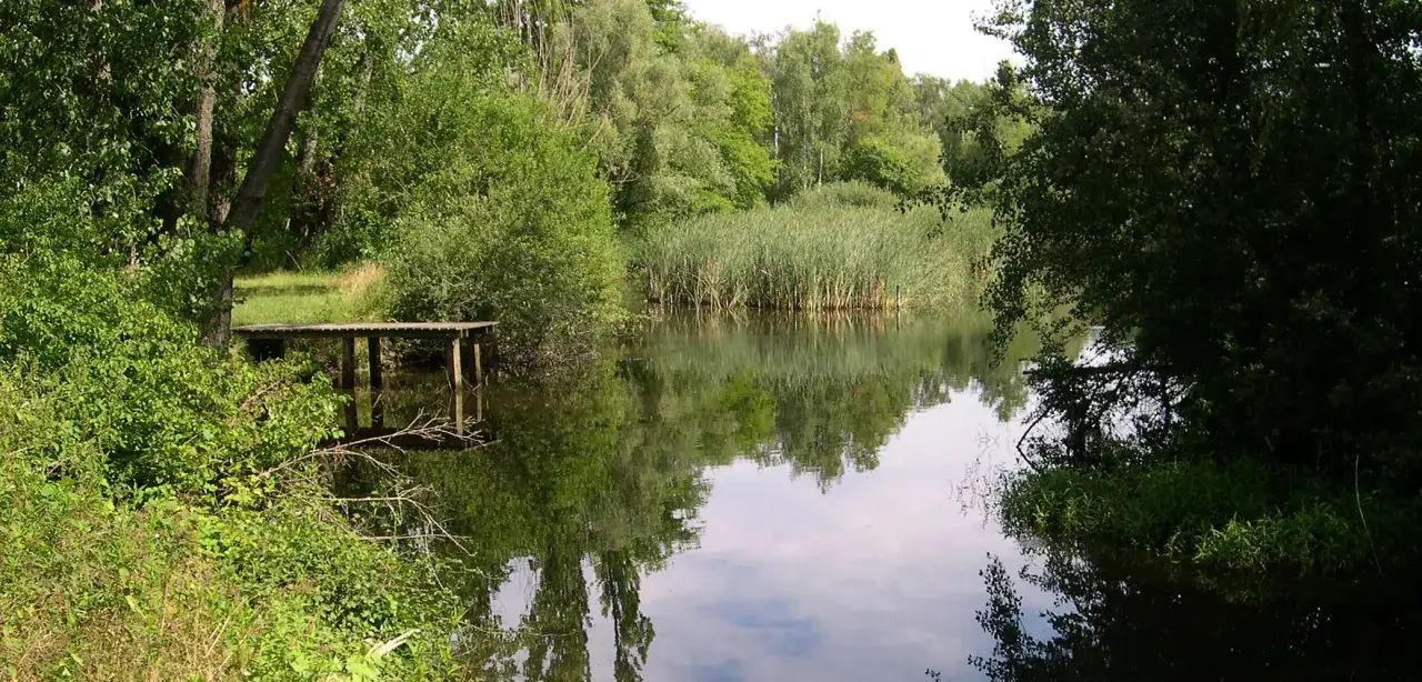 Un petit ponton en bois m&egrave;ne &agrave; un &eacute;tang paisible, bord&eacute; de roseaux et d'arbres luxuriants. C'est la d&eacute;finition d'un &eacute;tang, un havre de paix naturel.