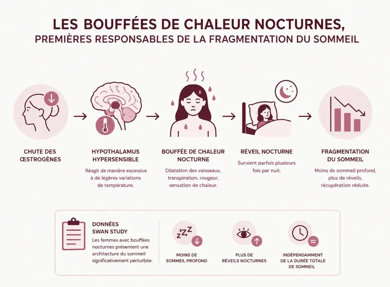 Chute d'&oelig;strog&egrave;nes, hypothalamus hypersensible, bouff&eacute;es de chaleur nocturnes, r&eacute;veils fr&eacute;quents menant &agrave; la fragmentation du sommeil et &agrave; la fatigue.