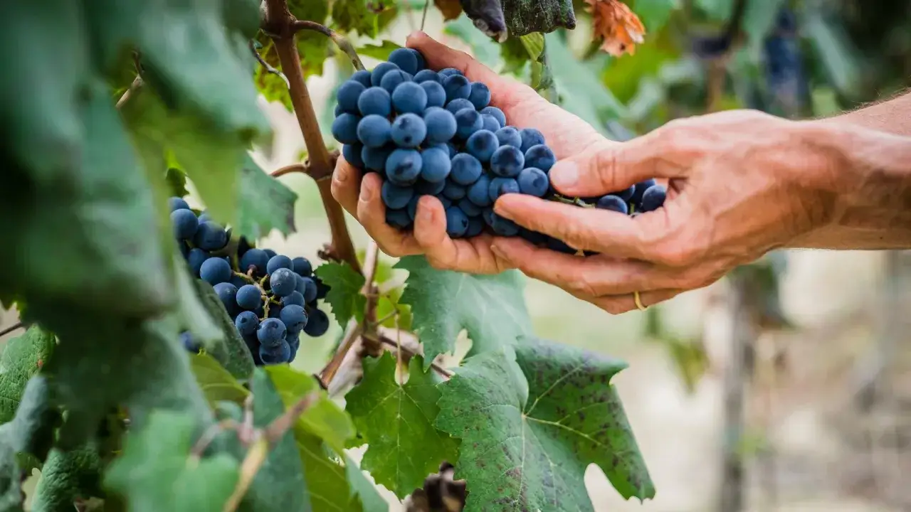 H&auml;nde ernten eine Traube der Barolo Rebsorte. Dunkle Beeren h&auml;ngen an einem Rebstock, bereit f&uuml;r die Weinlese.