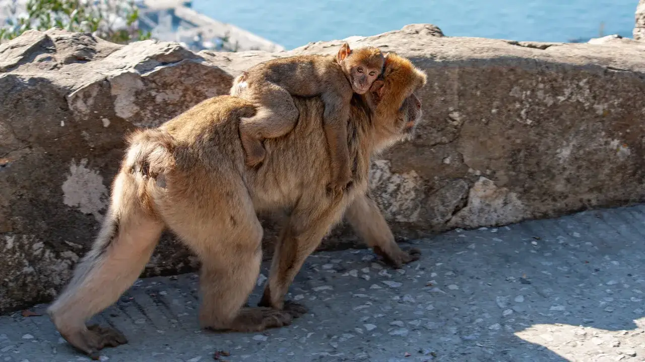 Ein Affenbaby klammert sich an den R&uuml;cken seiner Mutter. Die Gibraltar Affen sind bekannt f&uuml;r ihre Zuneigung.
