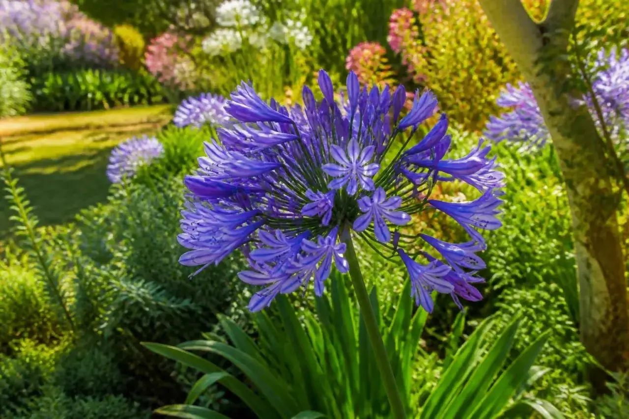 Gros plan sur une agapanthe bleue éclatante, entourée d'autres fleurs et de verdure. L'entretien de ces beautés assure une floraison spectaculaire.