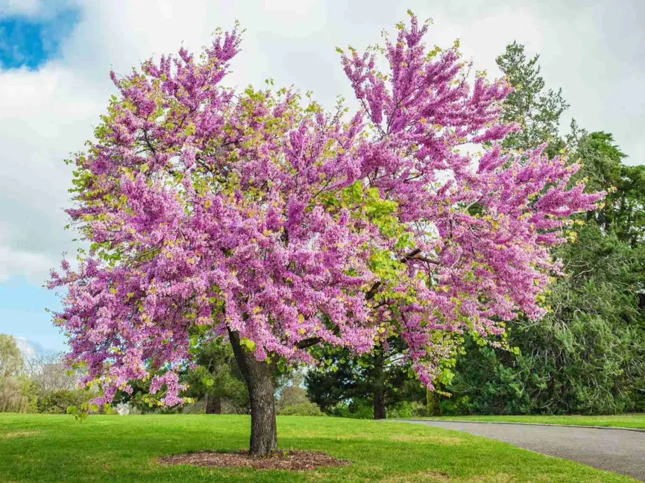 Magnifique arbre de Jud&eacute;e en pleine floraison, ses branches charg&eacute;es de fleurs roses &eacute;clatantes se dressent fi&egrave;rement sur une pelouse verdoyante.