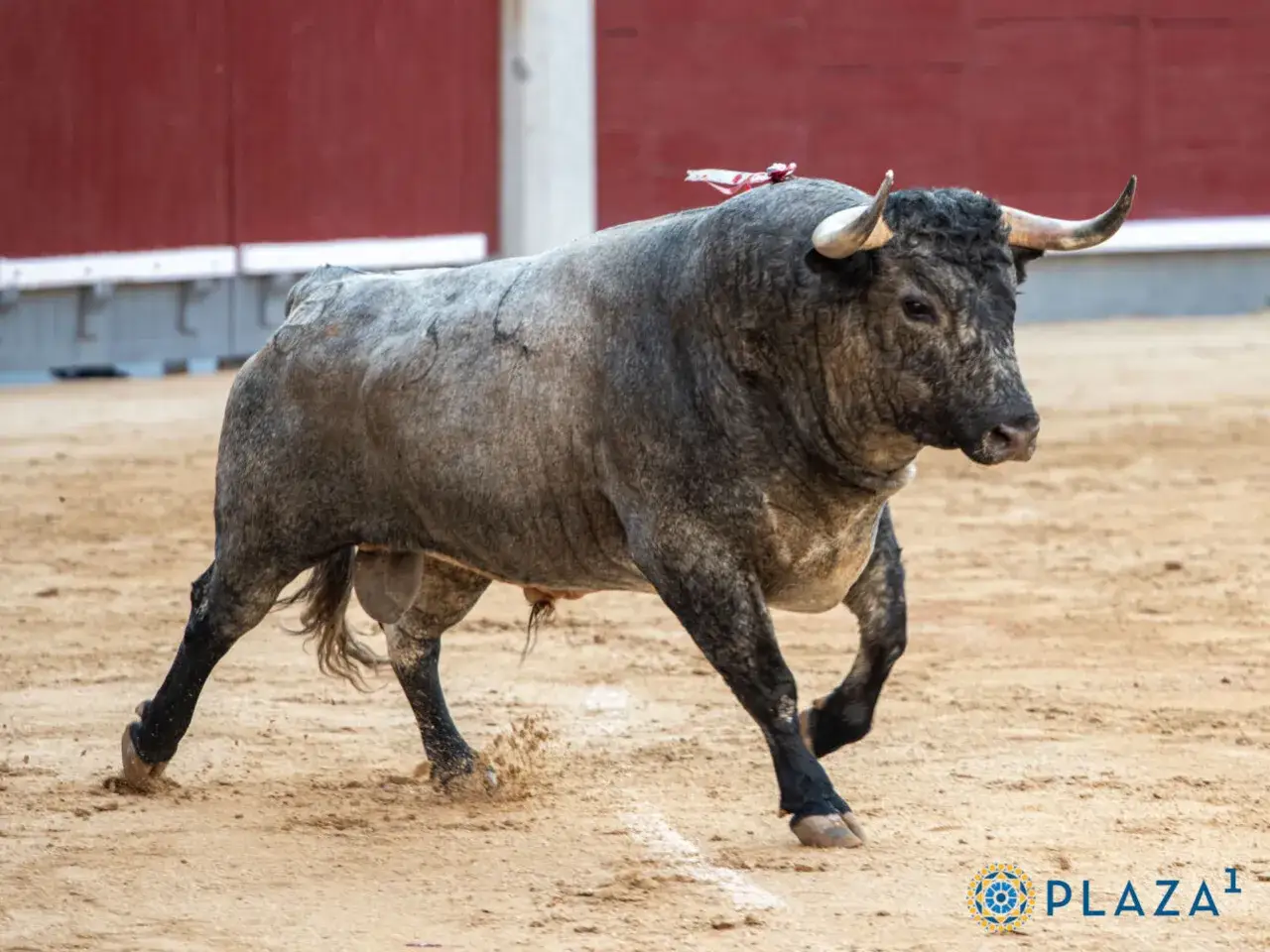 Un toro bravo, con el pa&ntilde;uelo rojo en la cabeza, corre en la arena. Podr&iacute;a ser el famoso toro de Joaqu&iacute;n Moreno Silva.