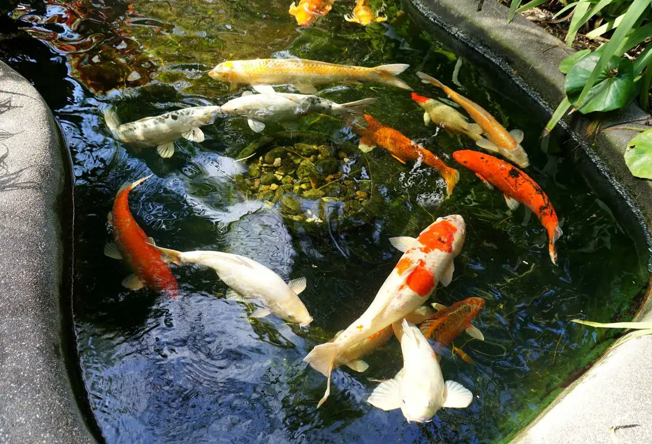 Plusieurs poissons koï aux couleurs vives nagent dans un bassin. Des idées de poissons pour un bassin paisible.