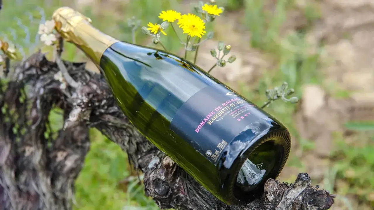Flasche Blanquette de Limoux Brut auf einem alten Rebstock, umgeben von gelben Bl&uuml;ten. Seit wann gibt es Champagner? Diese Frage beantwortet die Geschichte des Schaumweins.