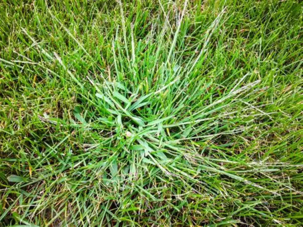 Ein dichter Büschel **Unkraut im Garten** wächst mitten im grünen Rasen und breitet sich aus.