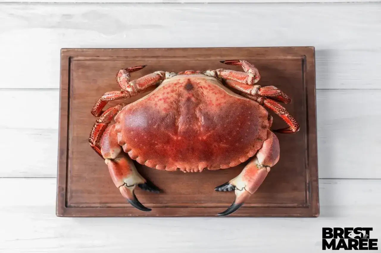 Un tourteau breton, prêt à être dégusté, annonce la saison du tourteau en Bretagne.