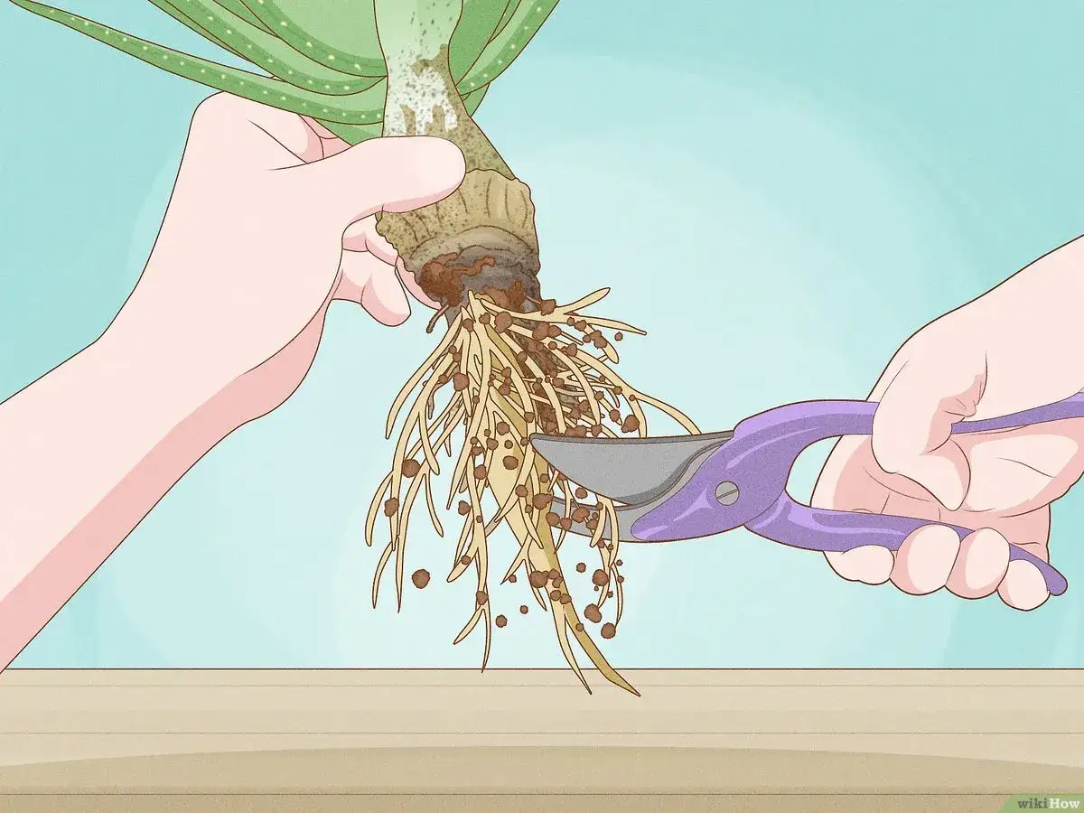 Maintenir la plante d'aloe vera pour tailler ses racines.