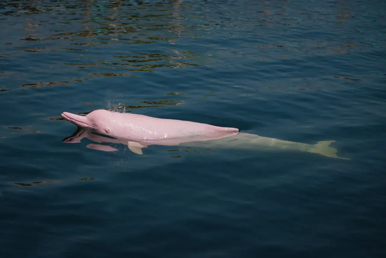 Różowy delfin z Amazonki wynurza się z wody, wypuszczając fontannę.