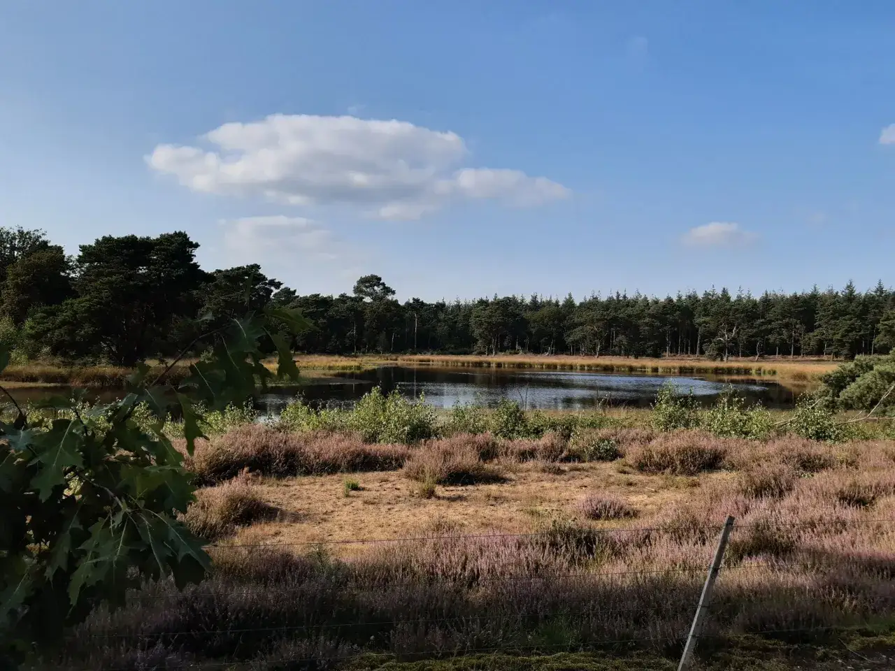Ein ruhiger See im **Nationalpark De Maasduinen**, umgeben von Heidekraut und Kiefernwäldern unter blauem Himmel.