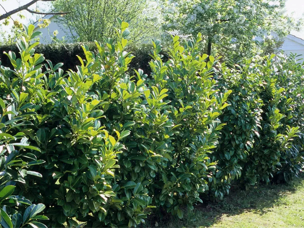 Eine dichte, gemischte Hecke mit Kirschlorbeer und anderen grünen Sträuchern, die einen schönen Sichtschutz im Garten bildet.