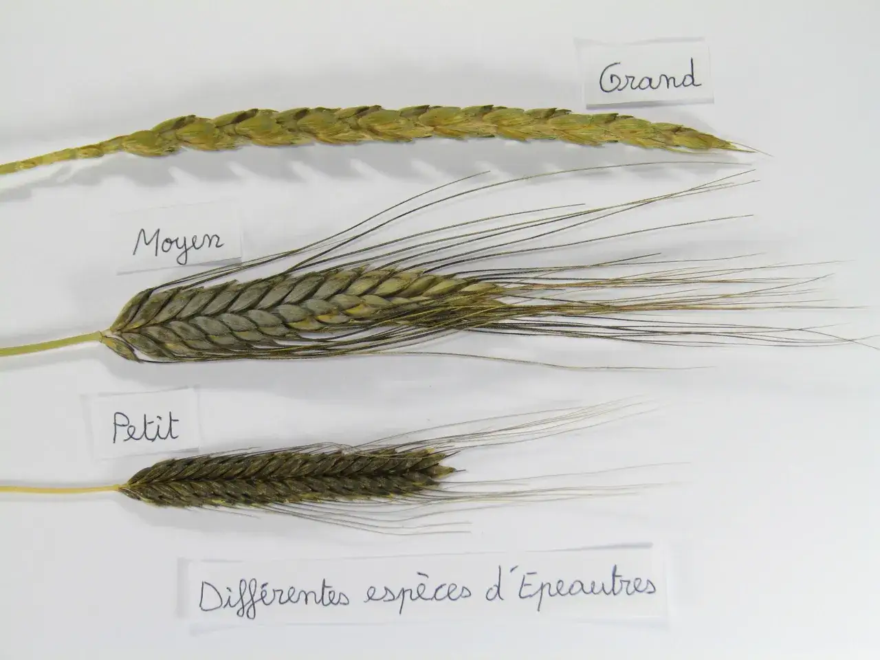 Trois épis de blé de tailles différentes : grand, moyen et petit. Ces 3 types de blé montrent la diversité des céréales.