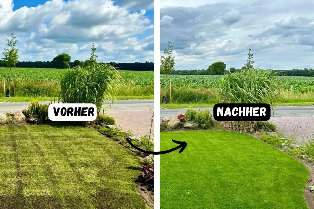 Vorher-Nachher-Vergleich eines Rasens, der mit Blaukorn behandelt wurde. Der Rasen ist nun sattgr&uuml;n und dicht.