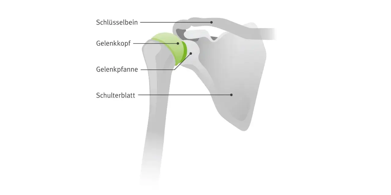 Anatomische Darstellung des Schultergelenks mit Schl&uuml;sselbein, Gelenkkopf, Gelenkpfanne und Schulterblatt.