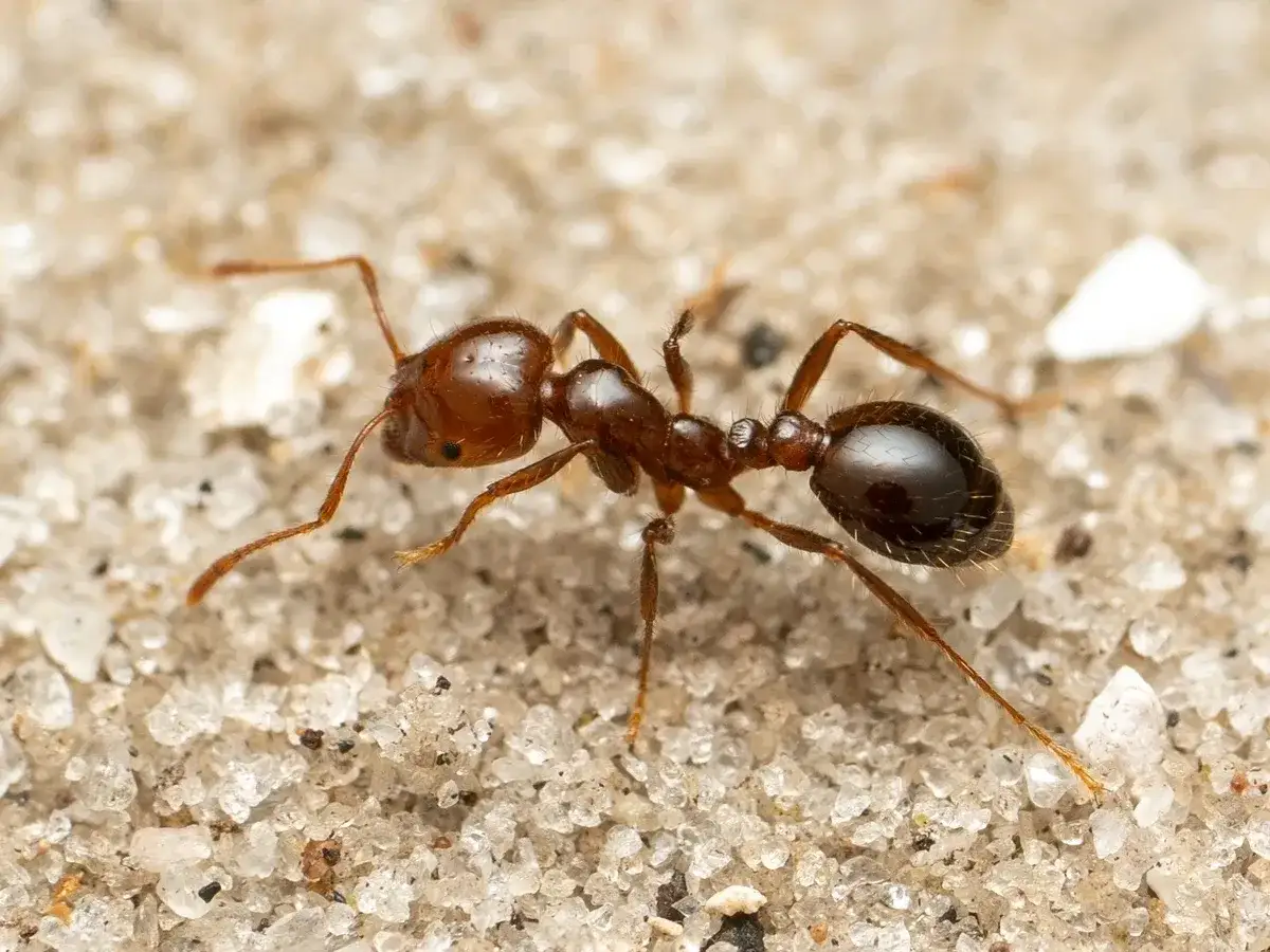 Una hormiga roja peque&ntilde;a, con su cuerpo segmentado y patas finas, camina sobre la arena.