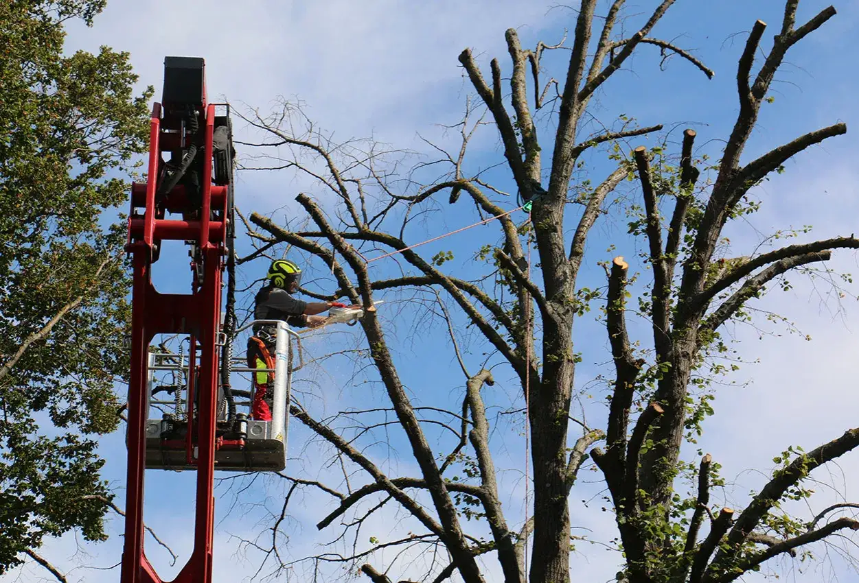 Baum 1 und 2 unterschied: Ein Mann in einer Hebebühne schneidet mit einer Kettensäge Äste eines Baumes.