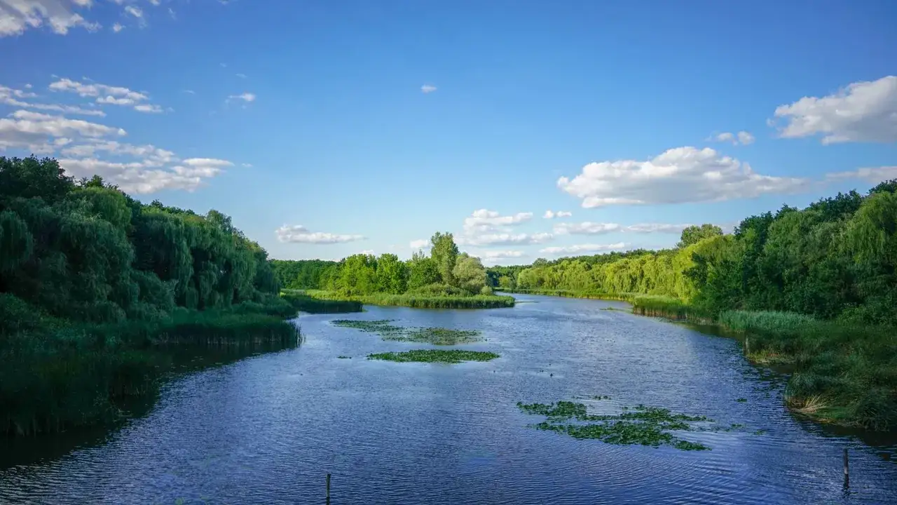 Spokojna rzeka otoczona bujną zielenią, z liliami wodnymi na powierzchni. Widok przypomina malownicze zakątki Balatonu na Węgrzech.