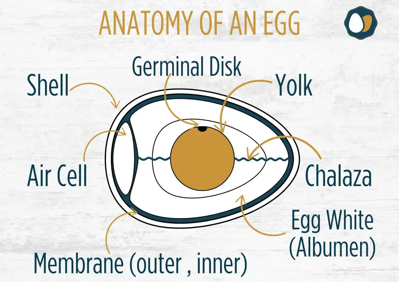 Diagramme de la composition d'un &oelig;uf, montrant la coquille, le blanc, le jaune, le disque germinal, la chalaze, la cellule d'air et les membranes.