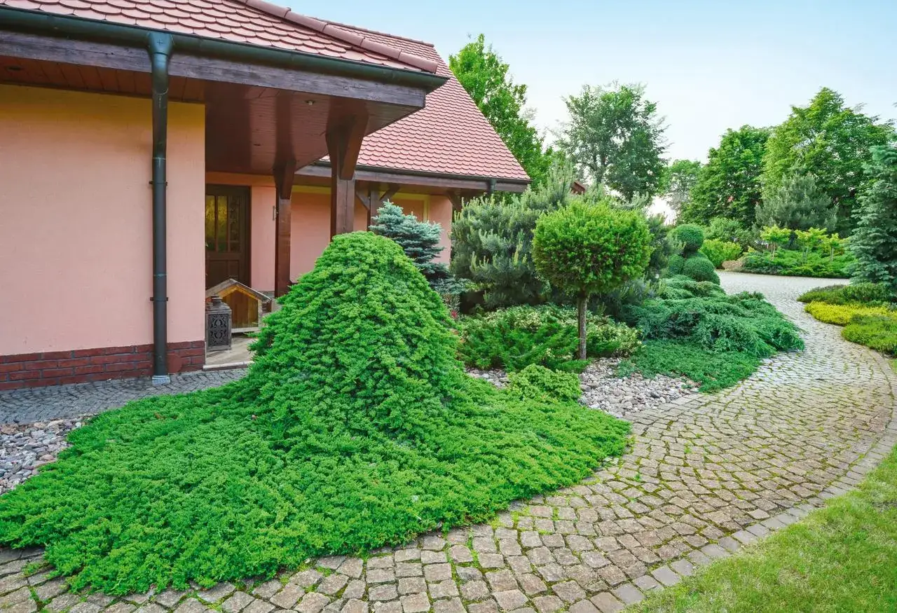 Piękny ogród z krzewami płożącymi, które tworzą zielony dywan wokół domu i wzdłuż brukowanej ścieżki.