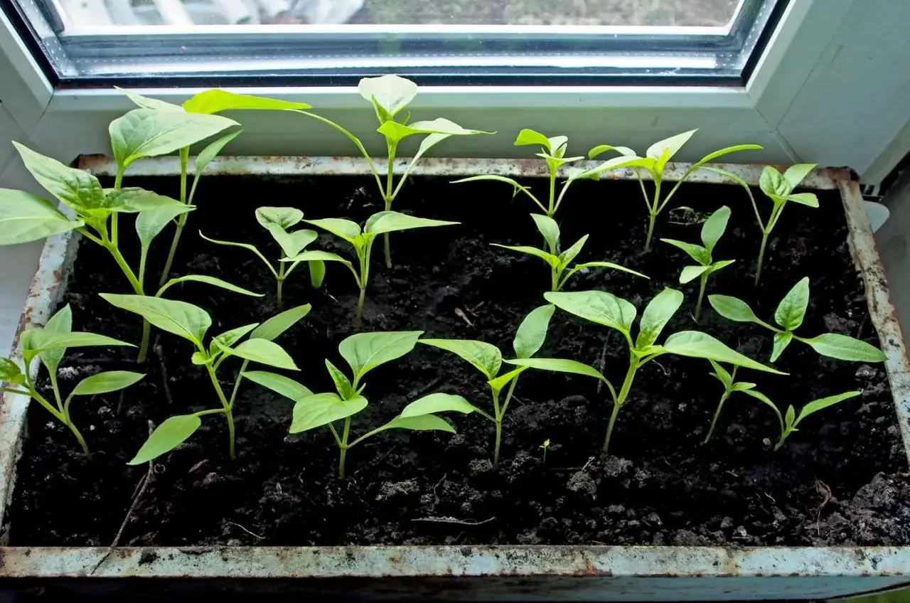 Jeunes plants de poivrons en pleine croissance dans un bac sur un rebord de fenêtre. La culture poivron commence bien !