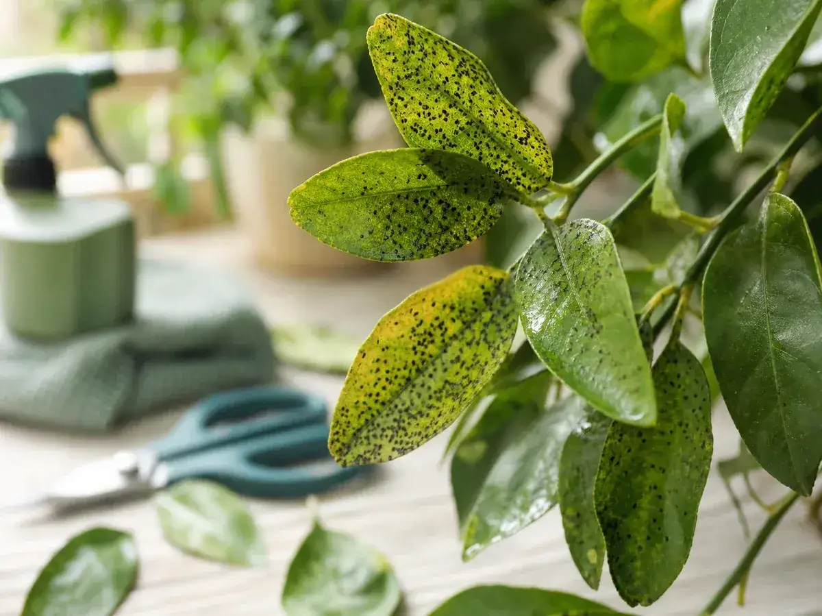 Feuilles de citronnier atteintes de points noirs, avec un vaporisateur et des ciseaux &agrave; proximit&eacute;, sugg&eacute;rant comment traiter un citronnier naturellement.